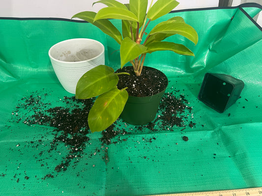 Repotting spill mat