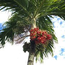 Manila palm, Christmas palm or Merrill palm