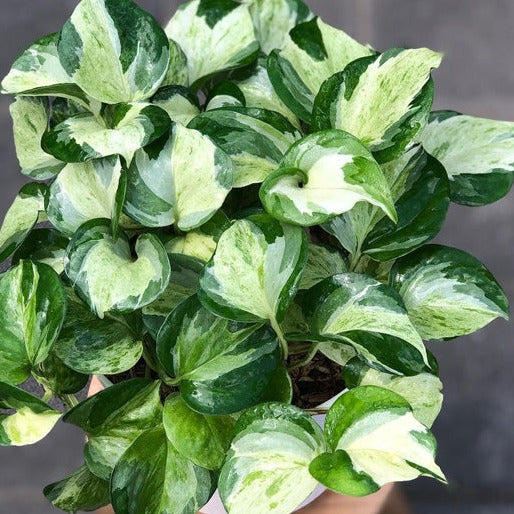 Manjula pothos