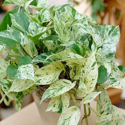 Marble Queen pothos