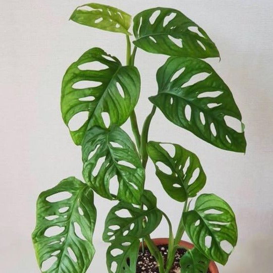 Monstera adansonii, Little Swiss Cheese plant