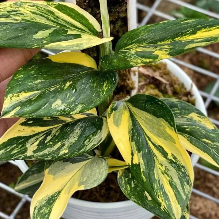 Monstera standleyana aurea 'yellow variegata'