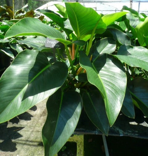 Philodendron 'Green Congo'