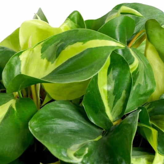 Philodendron 'Brasil'