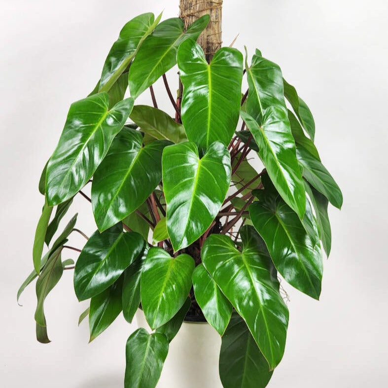 Philodendron 'Red Emerald'