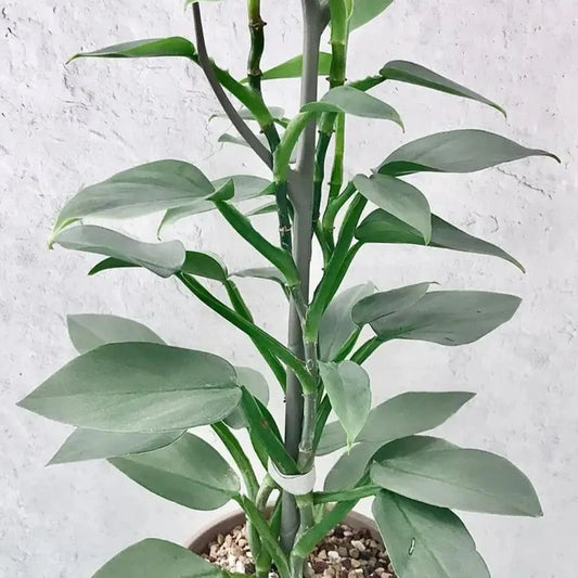 Philodendron 'Silver Sword'