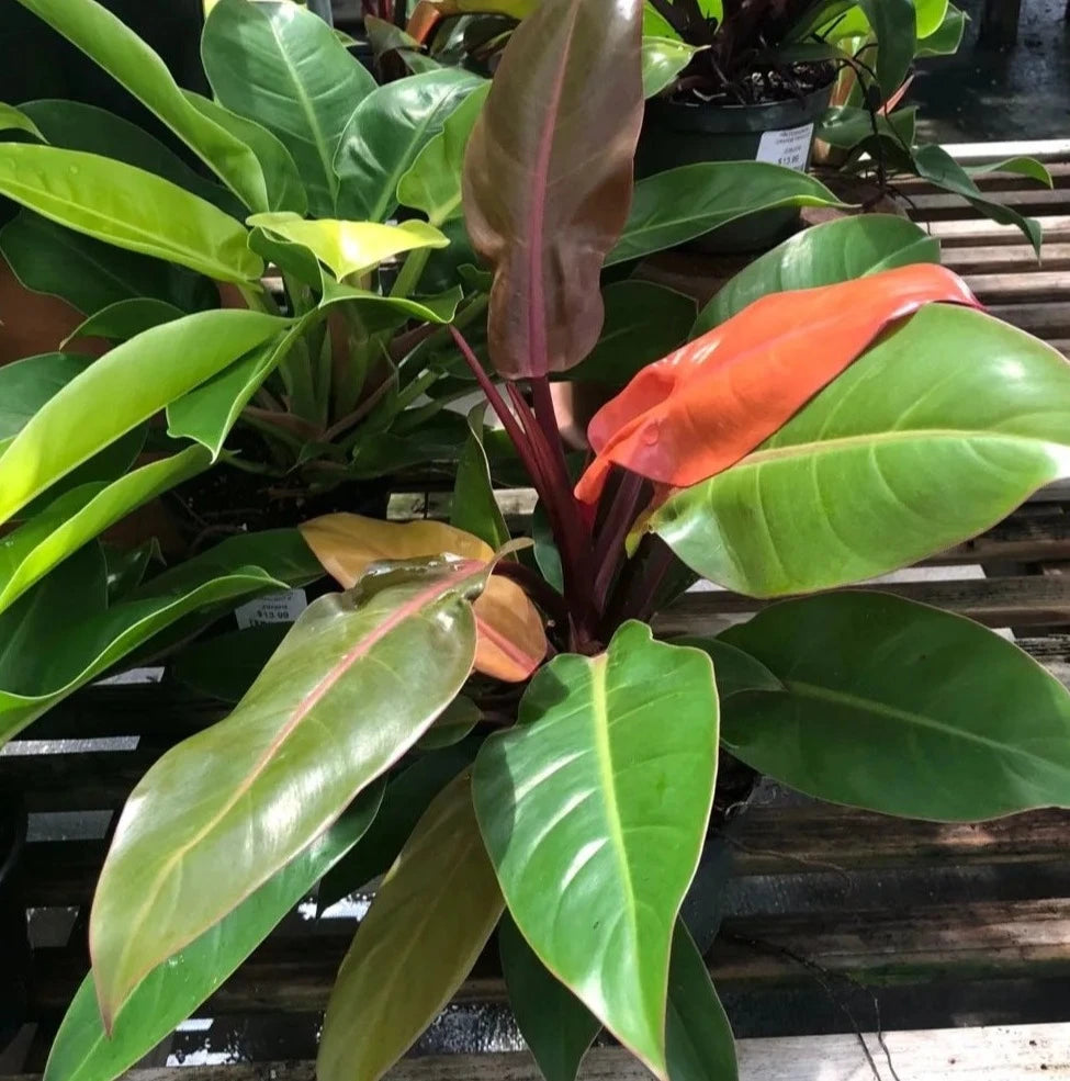 Philodendron 'Imperial Red'