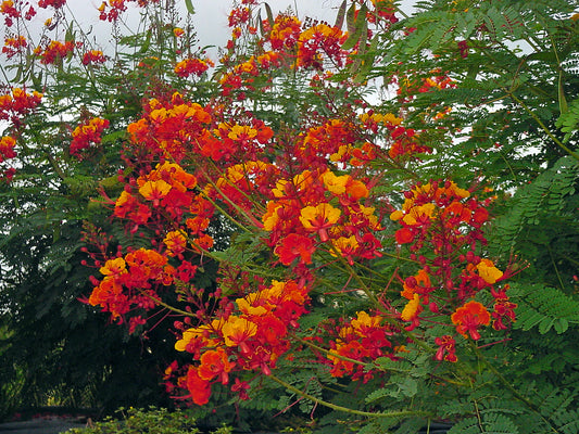 Pride of Barbados, Peacock Flower or Red Bird of Paradise