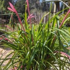 Queen's Tears or Friendship Plant