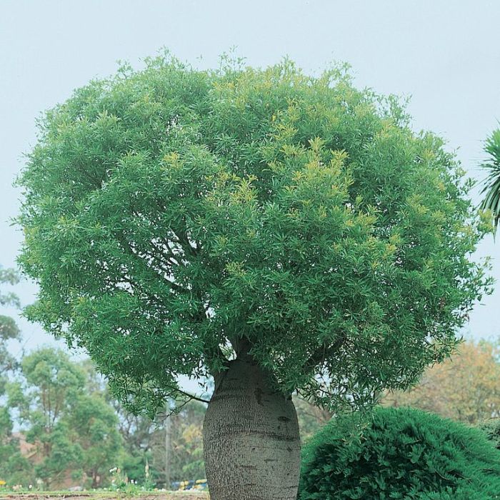 Queensland Bottle Tree