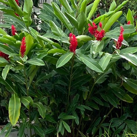 Red Ginger, Ostrich Plume ginger or Pink Cone ginger