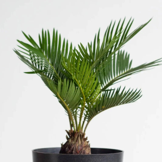 Sago Palm