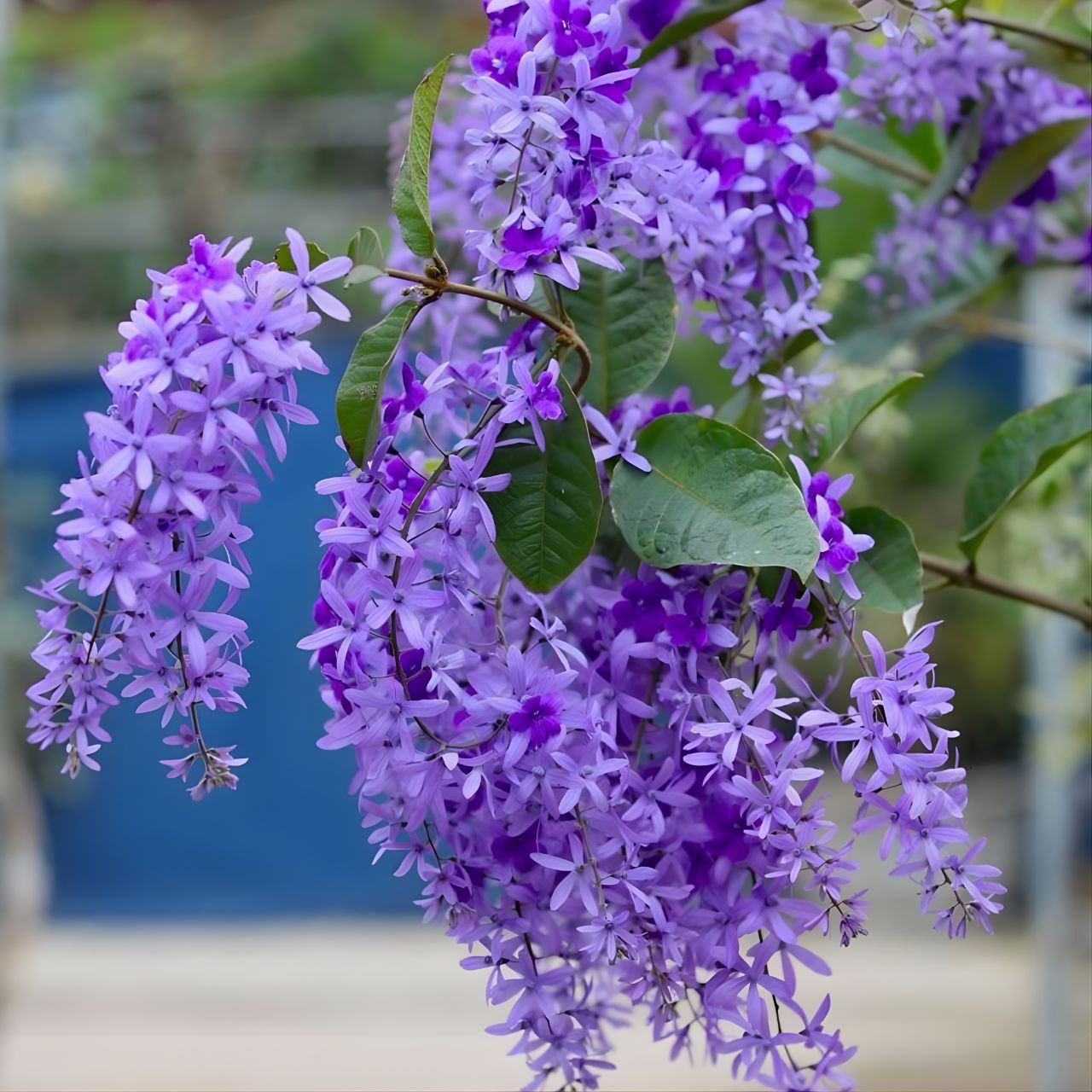 Sandpaper vine, Queen's wreath, Purple Wreath or Nilmani