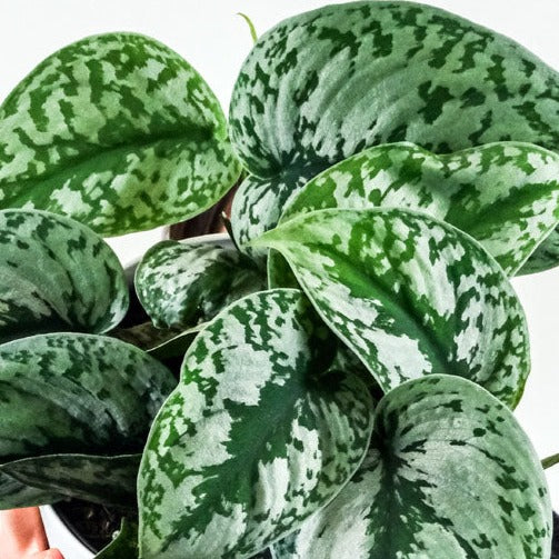 Satin pothos, Silver pothos,  Silver Vine or 'Exotica'