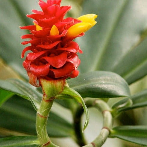 Red Spiral Ginger