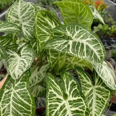 Syngonium podophyllum 'Batik'