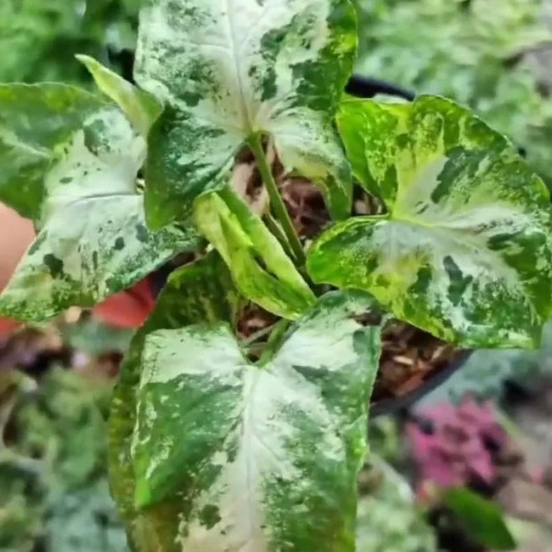 Syngonium 'Green Flecked', or 'Green Freckles'