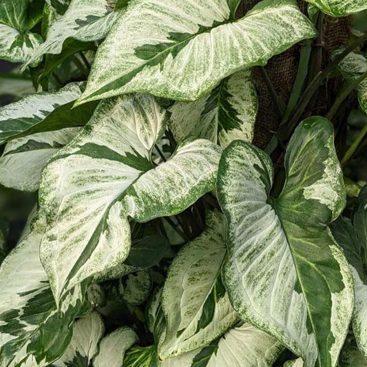 Syngonium podophyllum 'Three Kings'