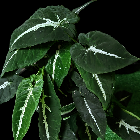 Syngonium 'Wendlandii'