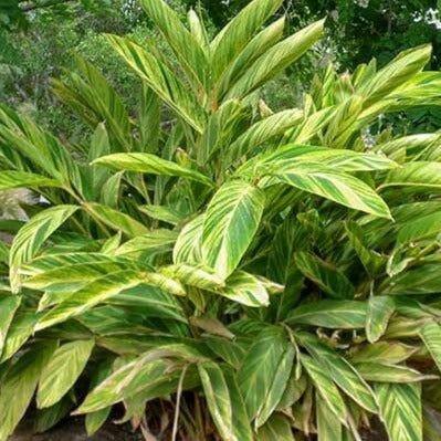 Variegated Shell Ginger