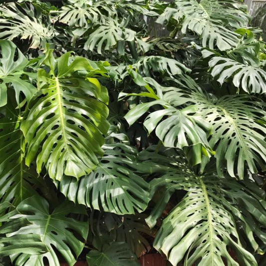 Monstera deliciosa, Split Leaf Philodendron or Big Swiss Cheese plant