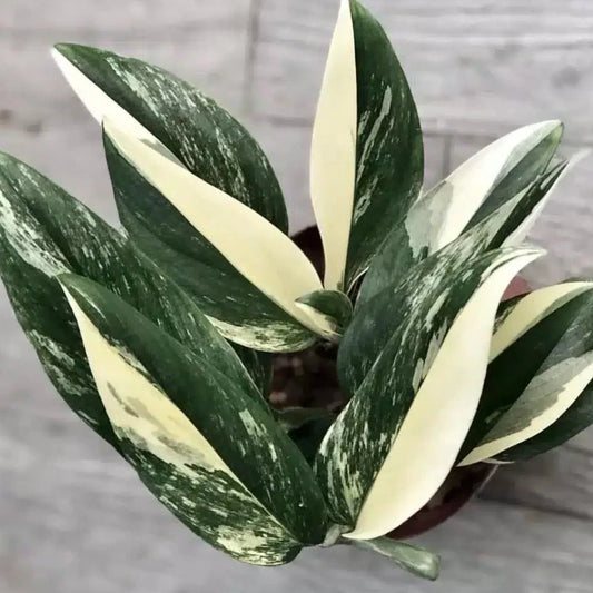 Monstera standleyana 'albo variegata'