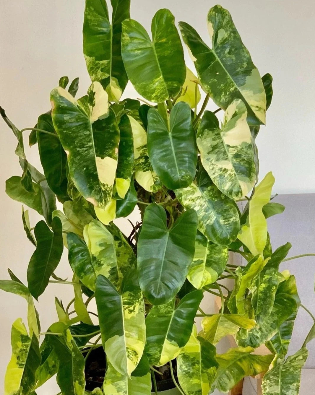 Philodendron 'Burle Marx' variegated