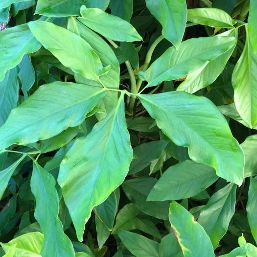 Arrowhead plant, Arrowhead vine or Common Syngonium