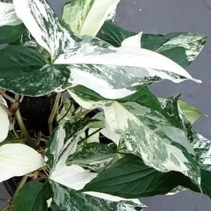 Syngonium 'albo variegatum'